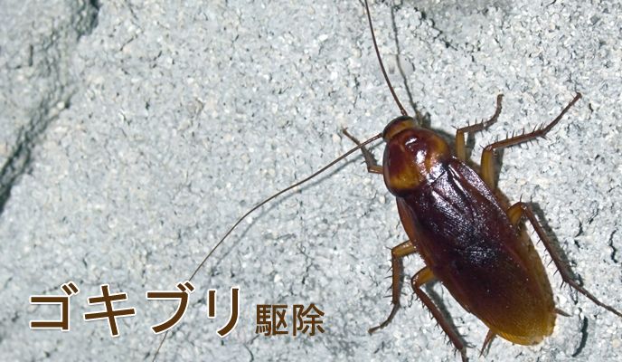 靴からゴキブリ ストア