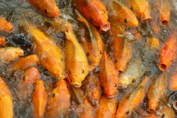 金魚