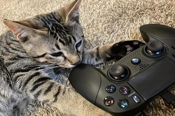 PS4は掃除必須！故障の原因だけでなくGの住処になることも…！？｜ワタシト