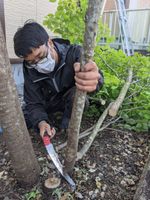 【千賀草去園の伐採・伐根】なるべく機械音をださない手作業の伐採伐根、静音で安全にします！