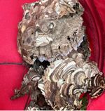 蜂の巣駆除、見積もり無料、アフターケア充実、よろしくお願い致します。