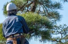 庭木・植え込み剪定