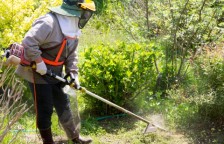 草刈り（草刈り機）