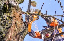 庭木の伐採・抜根